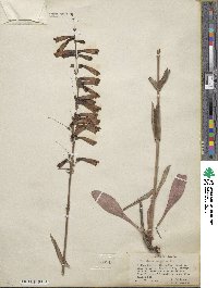 Penstemon eatonii image