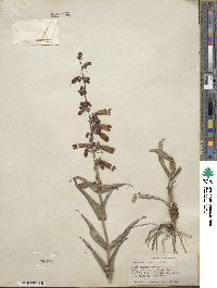 Penstemon eatonii image