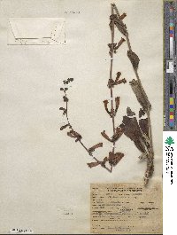 Penstemon eatonii image