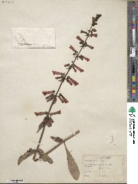 Penstemon eatonii image