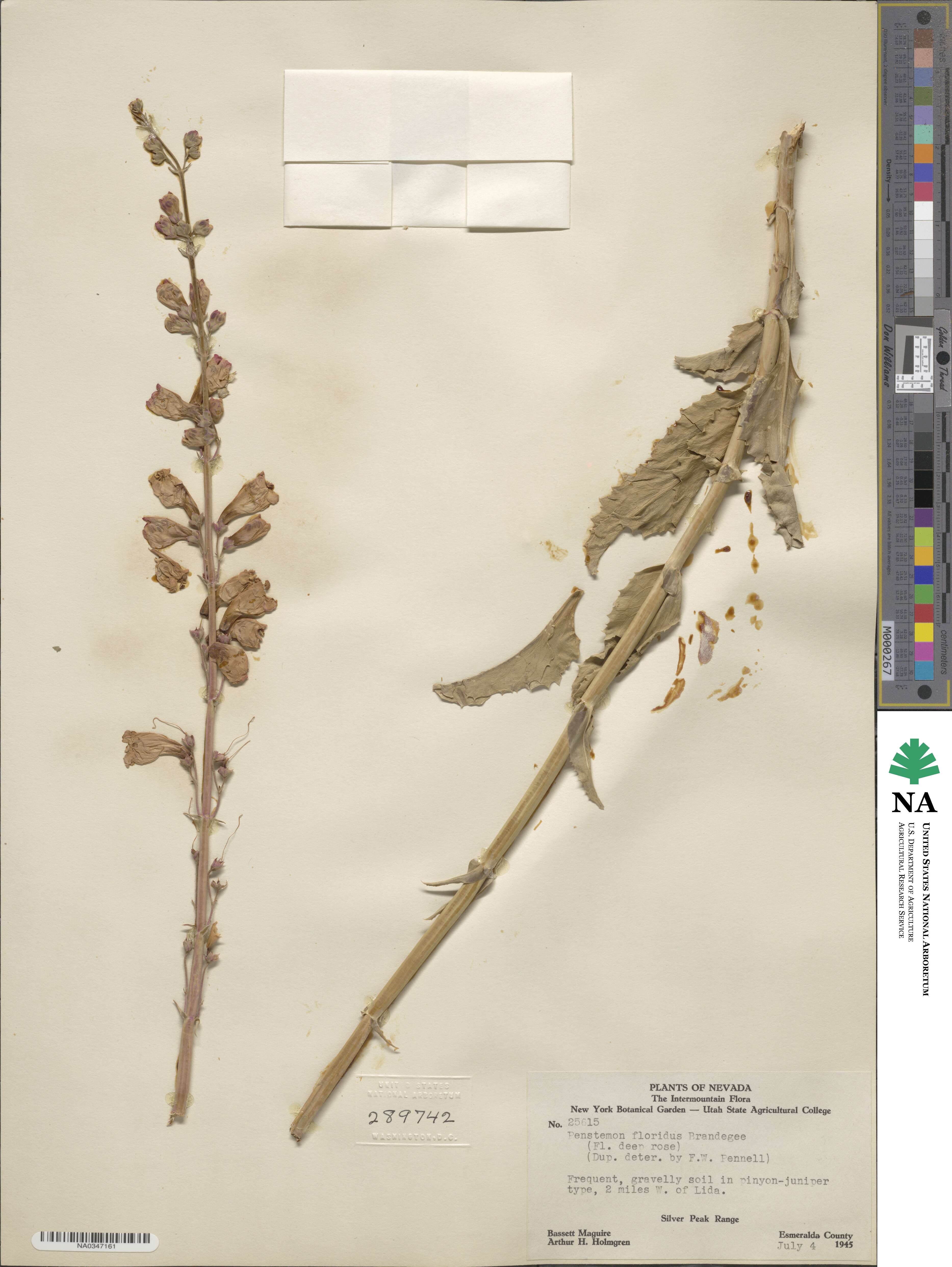 Penstemon floridus image