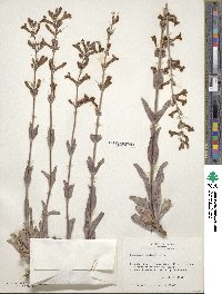 Penstemon fendleri image