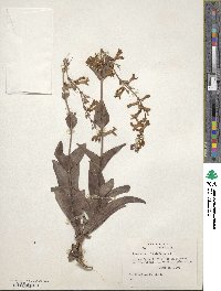 Penstemon fendleri image