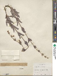 Penstemon fendleri image