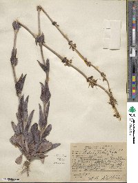 Penstemon fendleri image