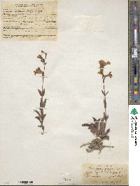 Penstemon fendleri image