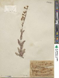 Penstemon fendleri image