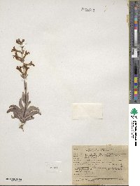 Penstemon fendleri image