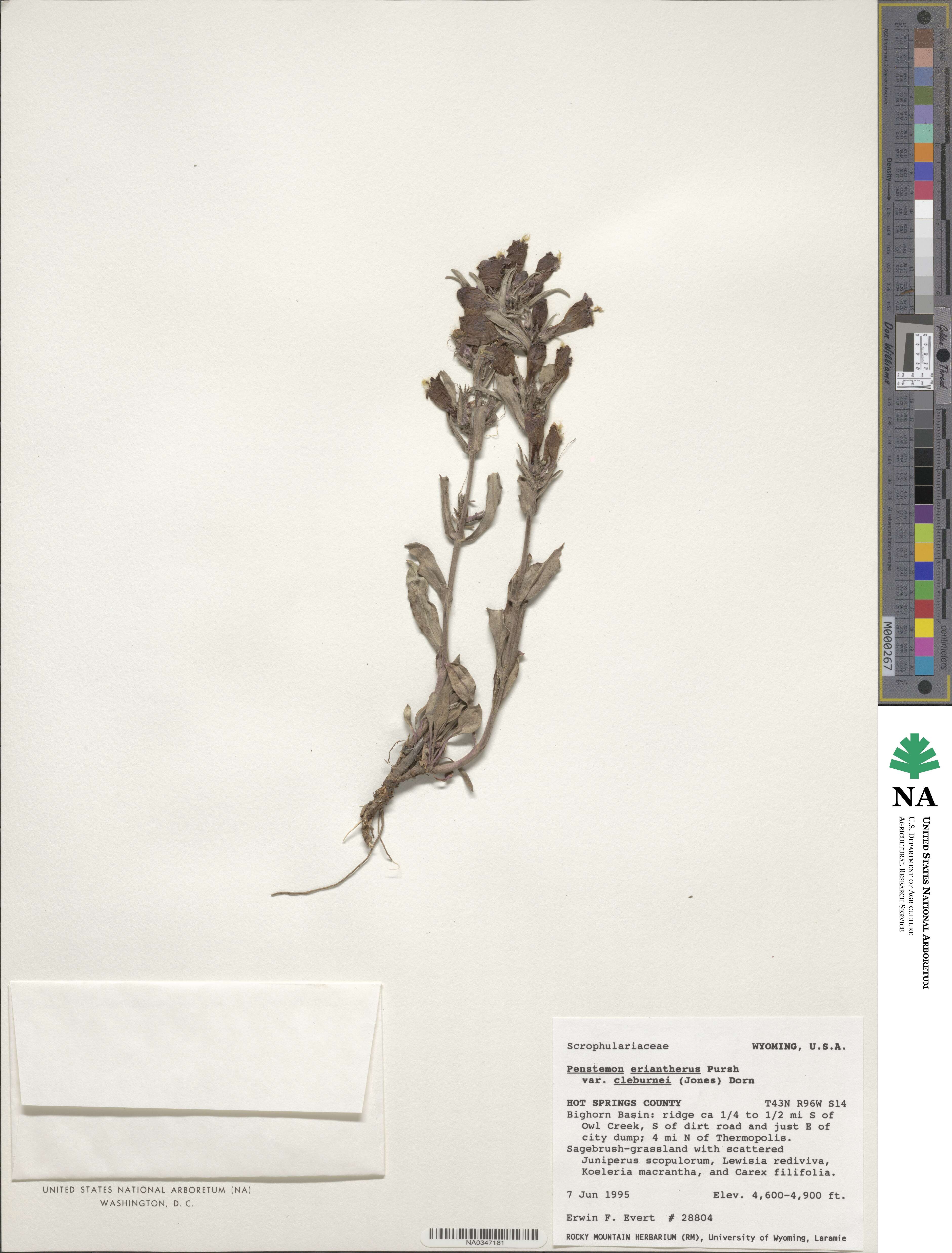 Penstemon eriantherus var. cleburnei image