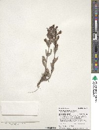 Penstemon eriantherus image