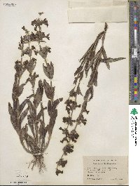 Penstemon eriantherus image