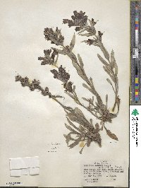 Penstemon eriantherus image