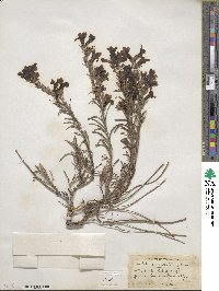 Penstemon eriantherus image