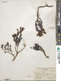 Penstemon ellipticus image