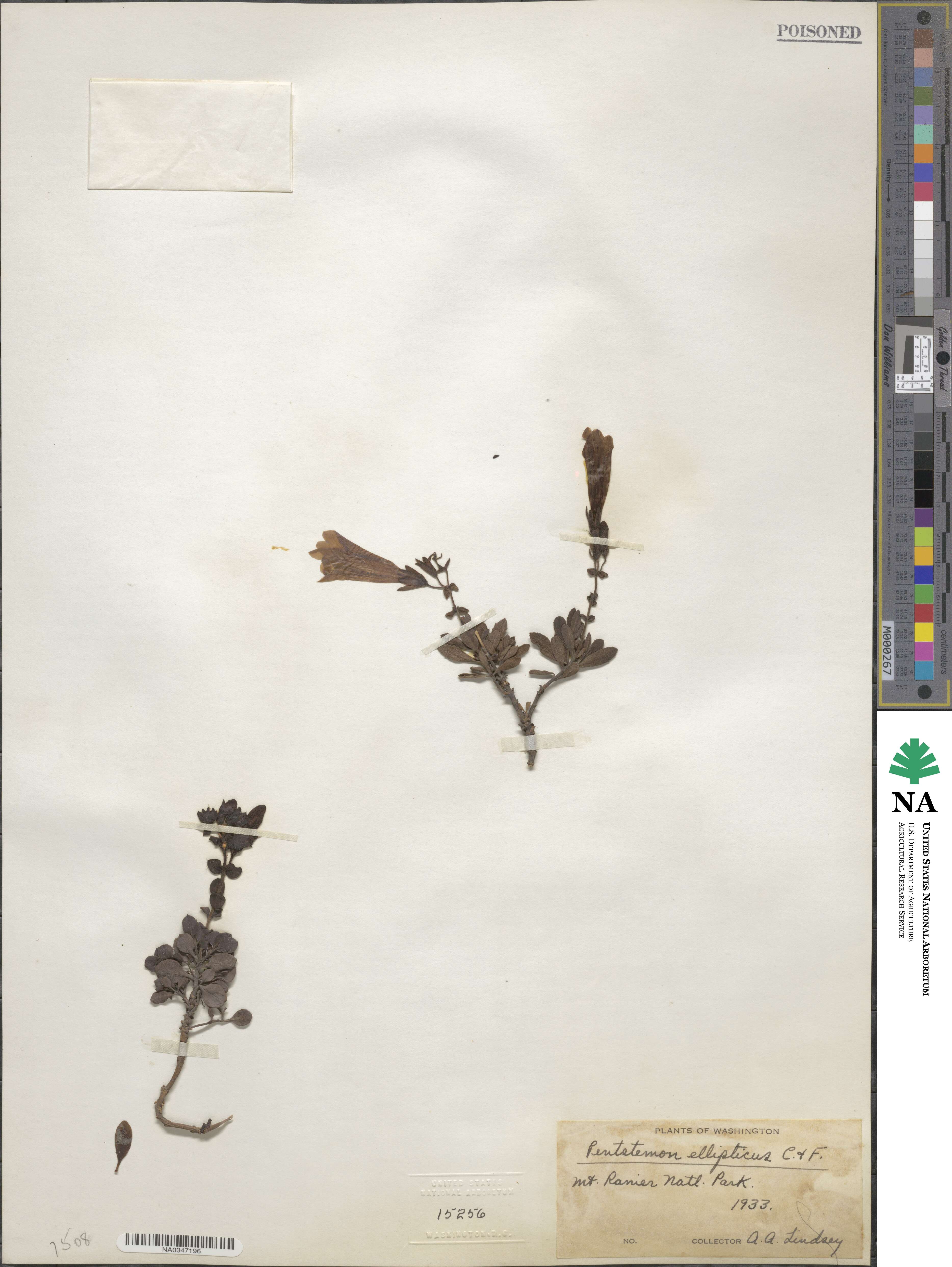 Penstemon ellipticus image
