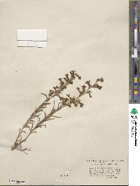 Penstemon gairdneri image