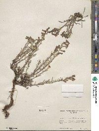 Penstemon gairdneri image