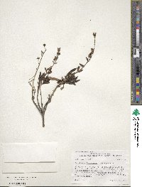 Penstemon fruticosus image