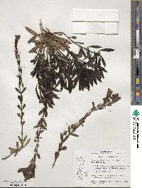 Penstemon fruticosus image