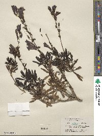 Penstemon fruticosus image