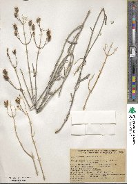 Penstemon fruticiformis image