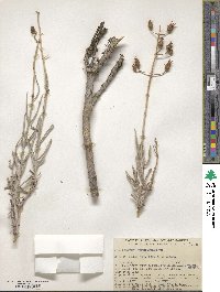 Penstemon fruticiformis image