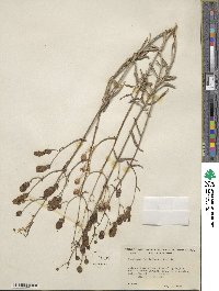 Penstemon fruticiformis image