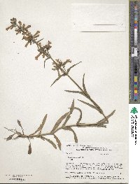 Penstemon gracilis image