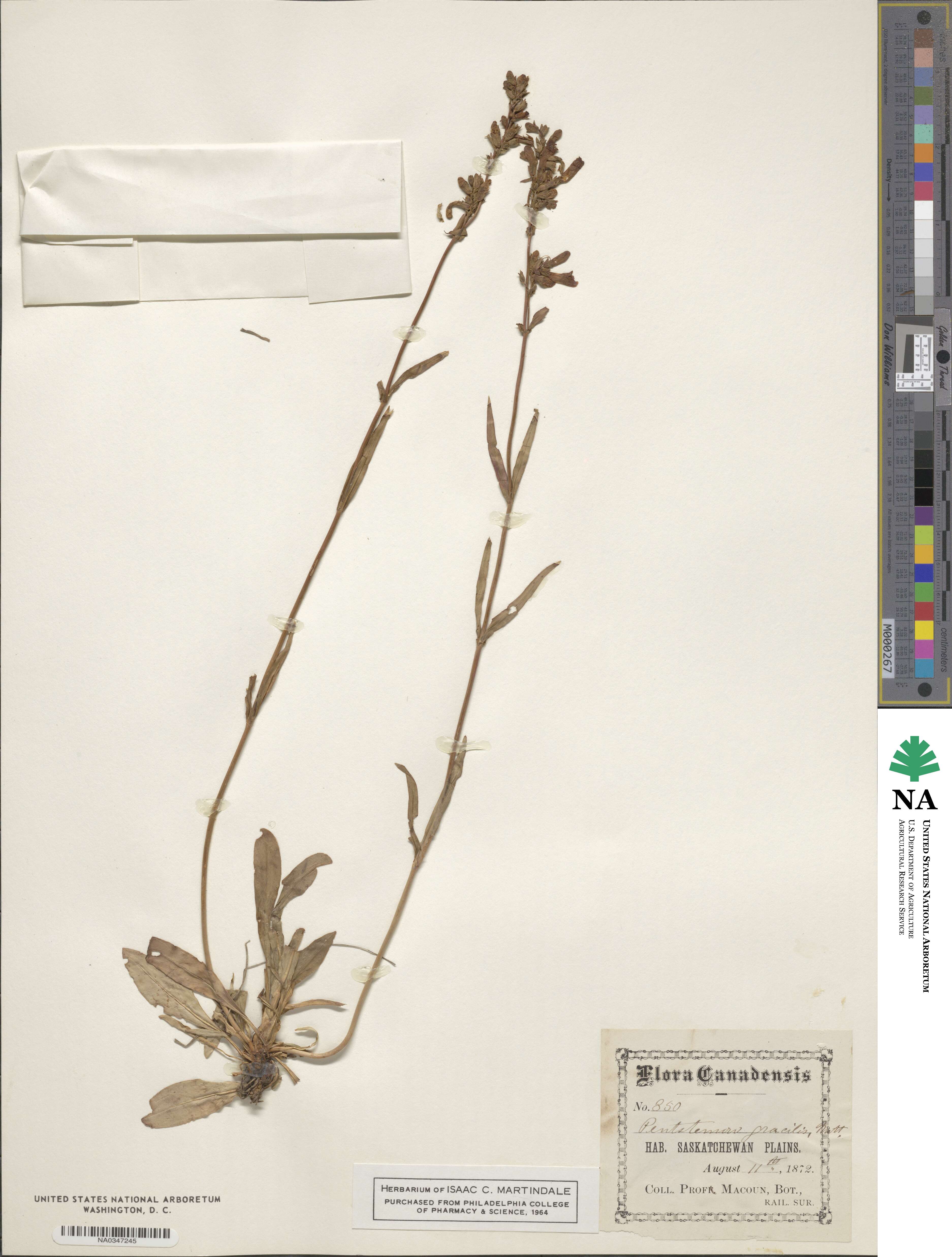 Penstemon gracilis image