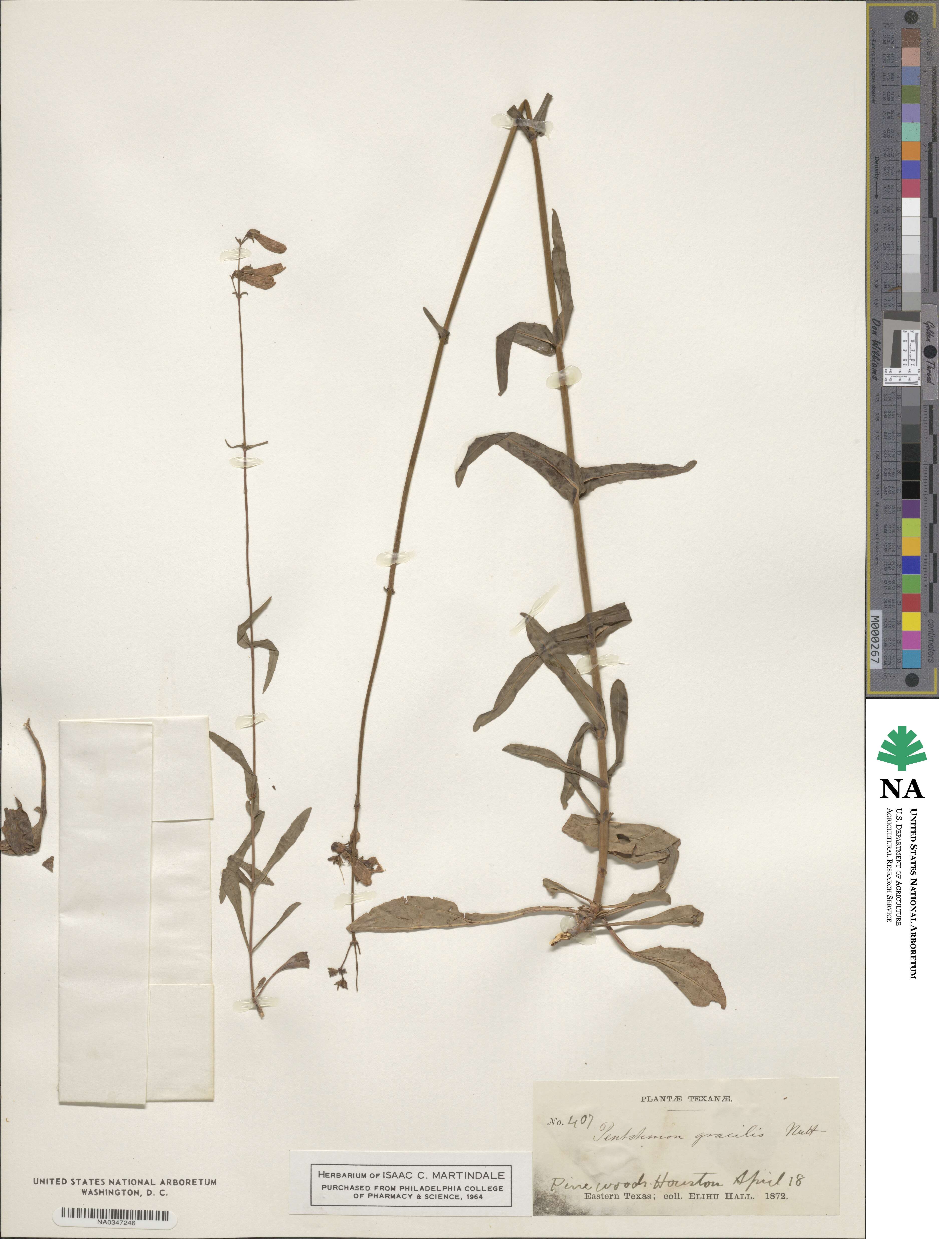 Penstemon gracilis image
