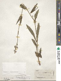 Penstemon gracilis image