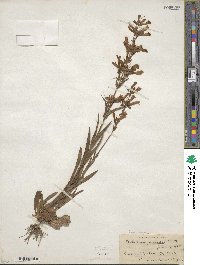 Penstemon gracilis image