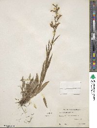 Penstemon gracilis image