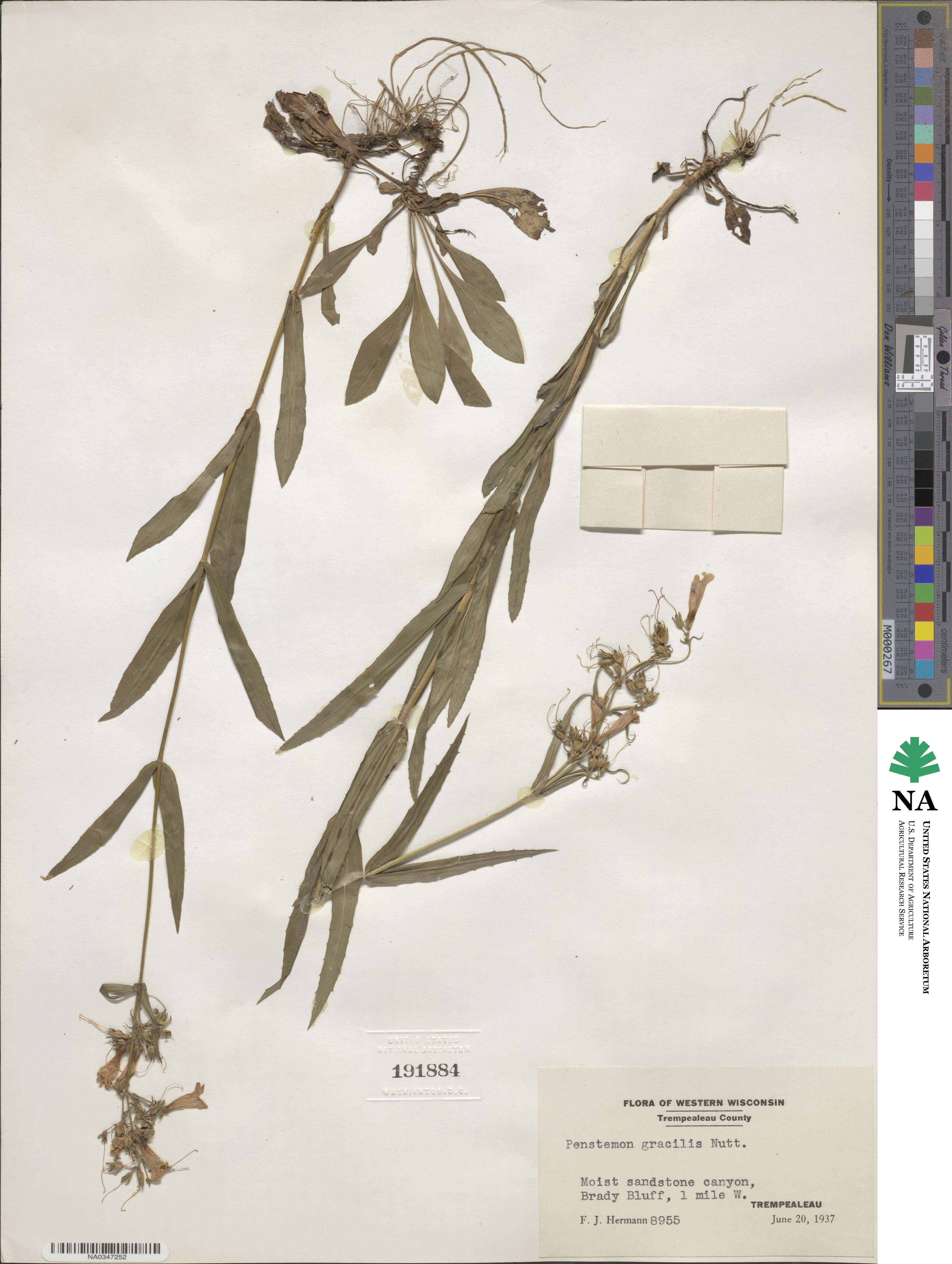 Penstemon gracilis image