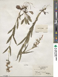 Penstemon gracilis image