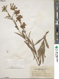 Penstemon gracilis image