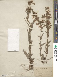 Penstemon gracilis image