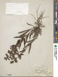 Penstemon gracilis image