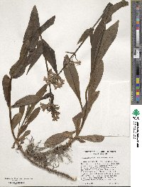 Penstemon globosus image