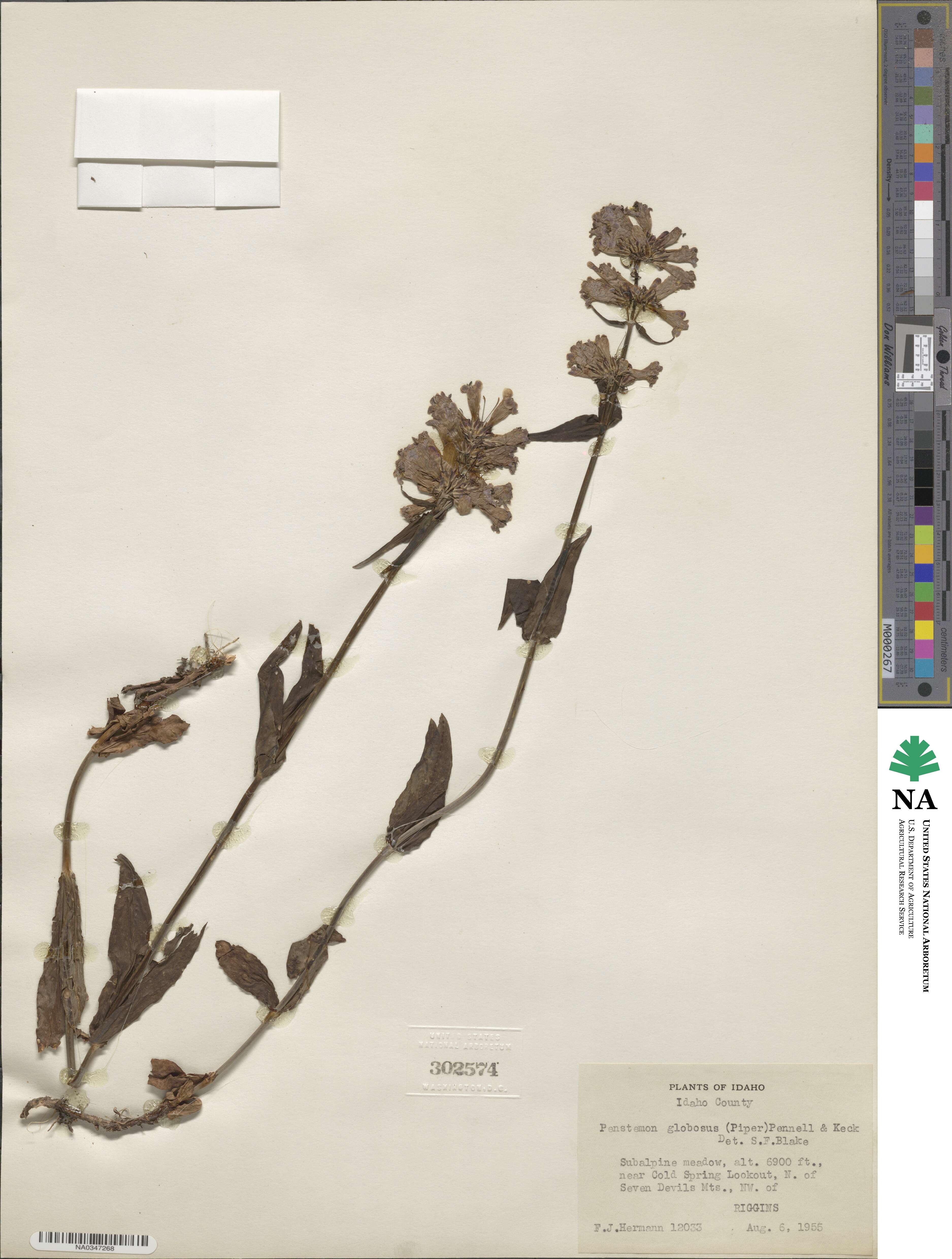 Penstemon globosus image