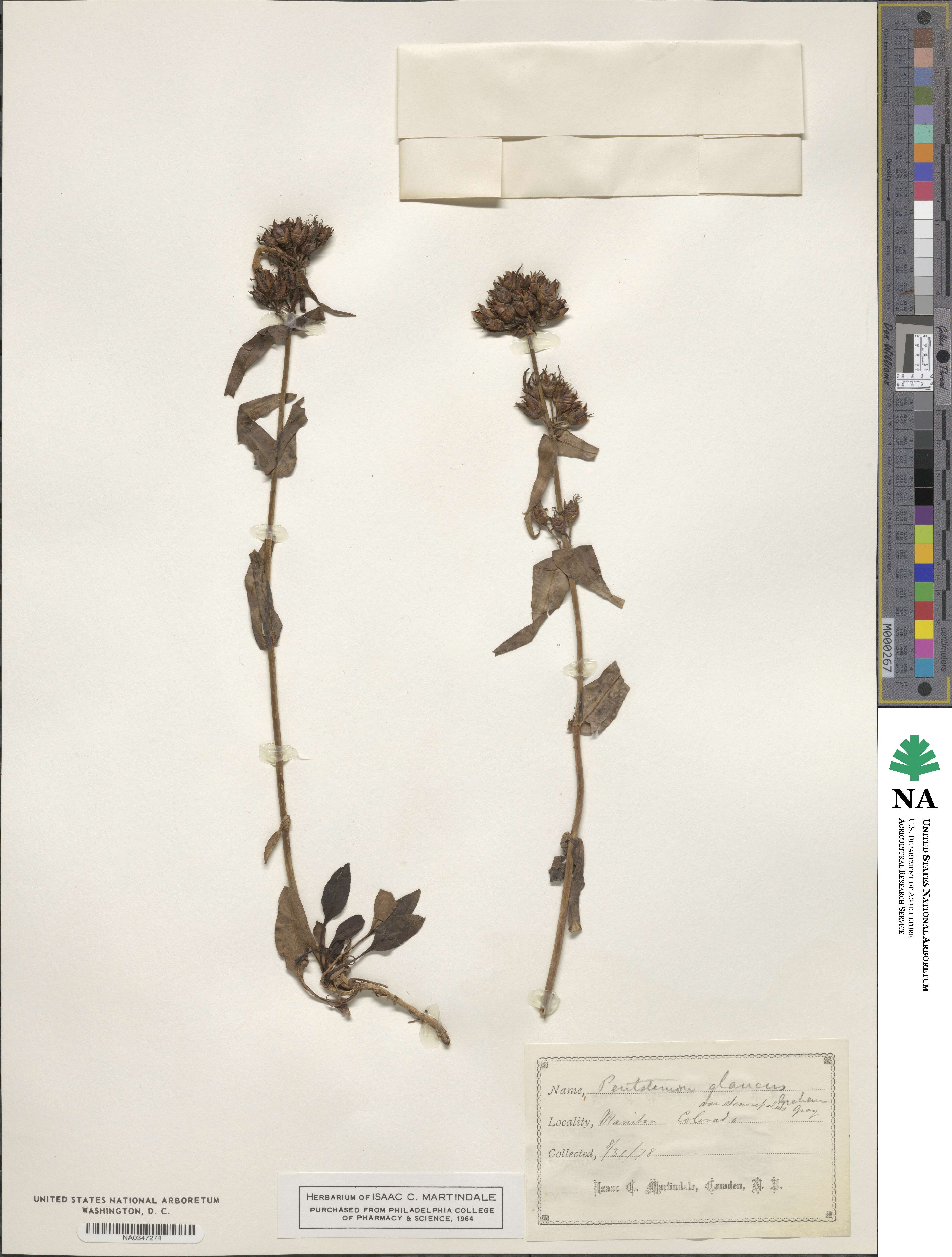 Penstemon gracilis image