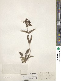 Penstemon gracilis image