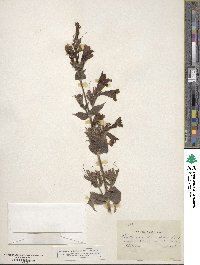 Penstemon glandulosus image