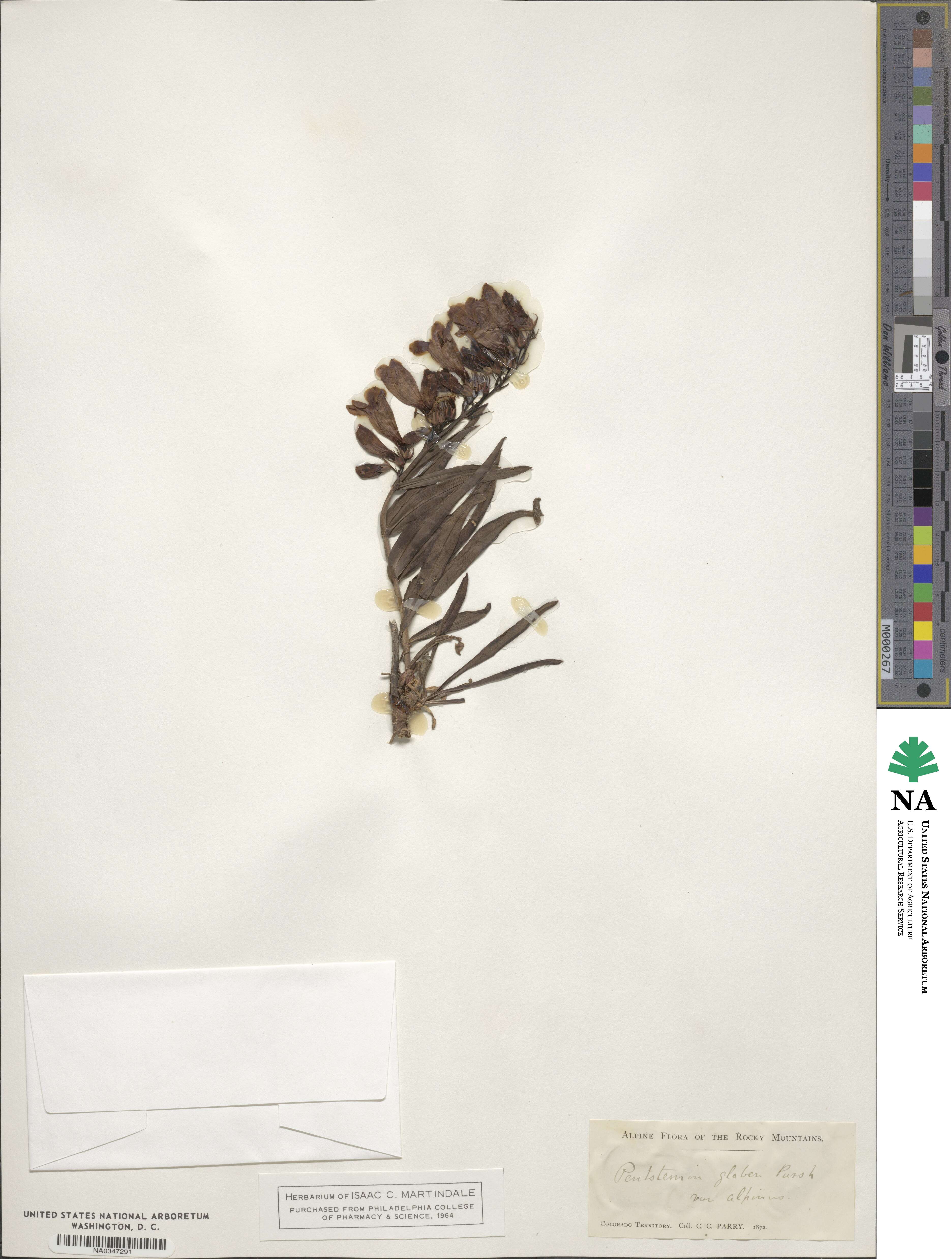 Penstemon glaber image