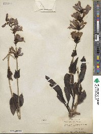 Penstemon glaber image