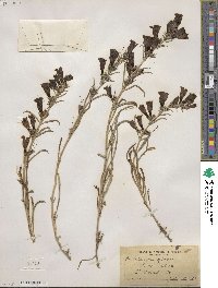 Penstemon glaber image