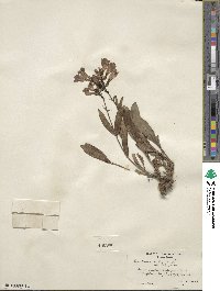 Penstemon glaber image