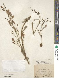 Penstemon grinnellii image