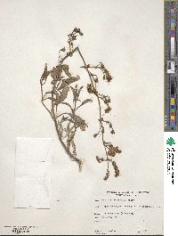 Penstemon grinnellii image