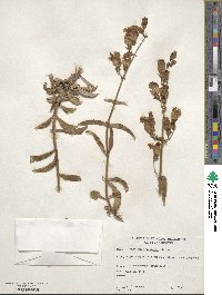 Penstemon grinnellii image